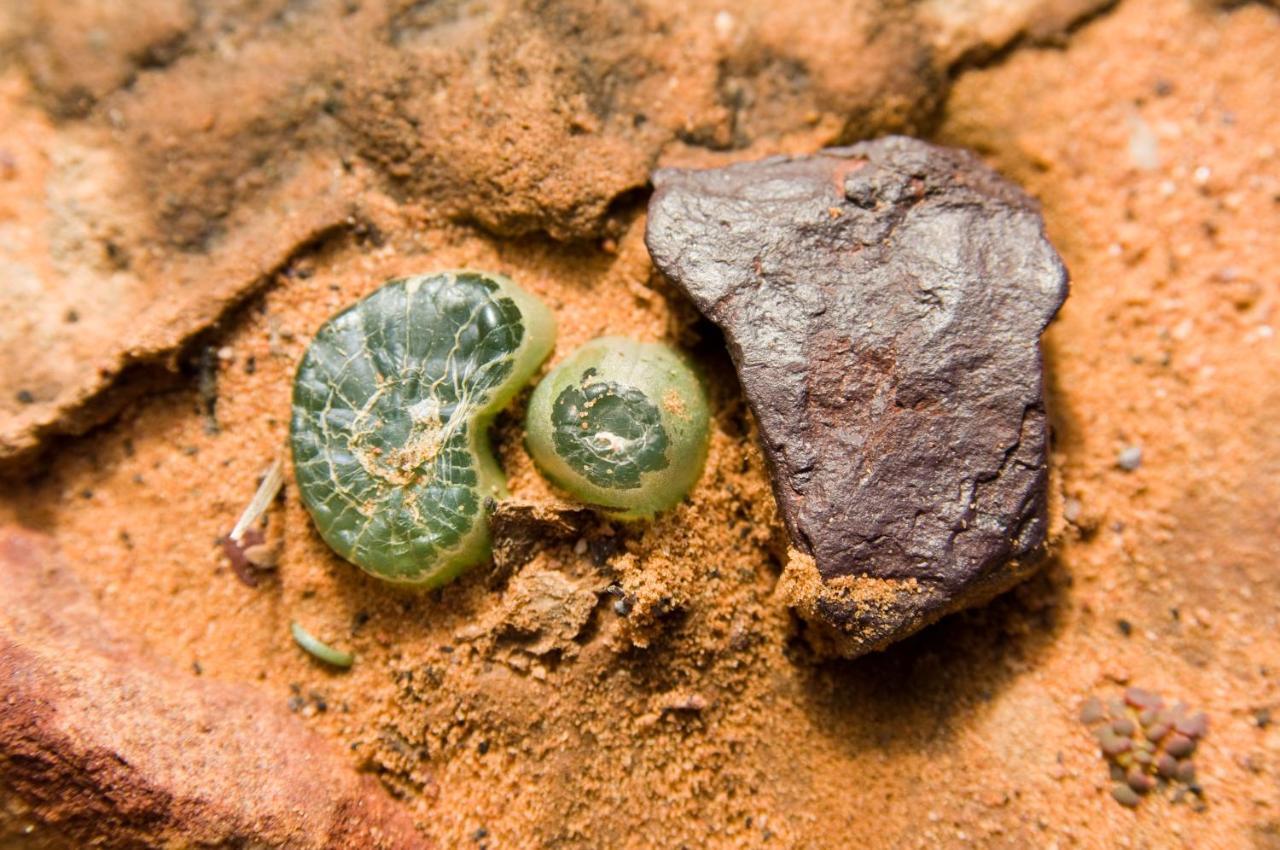 Gecko Rock Private Nature Reserve Goedgemoed ภายนอก รูปภาพ